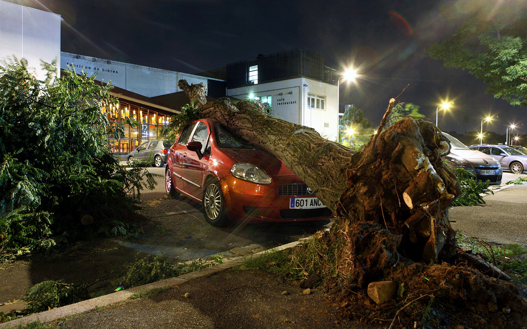 Voiture écrasée sous arbre