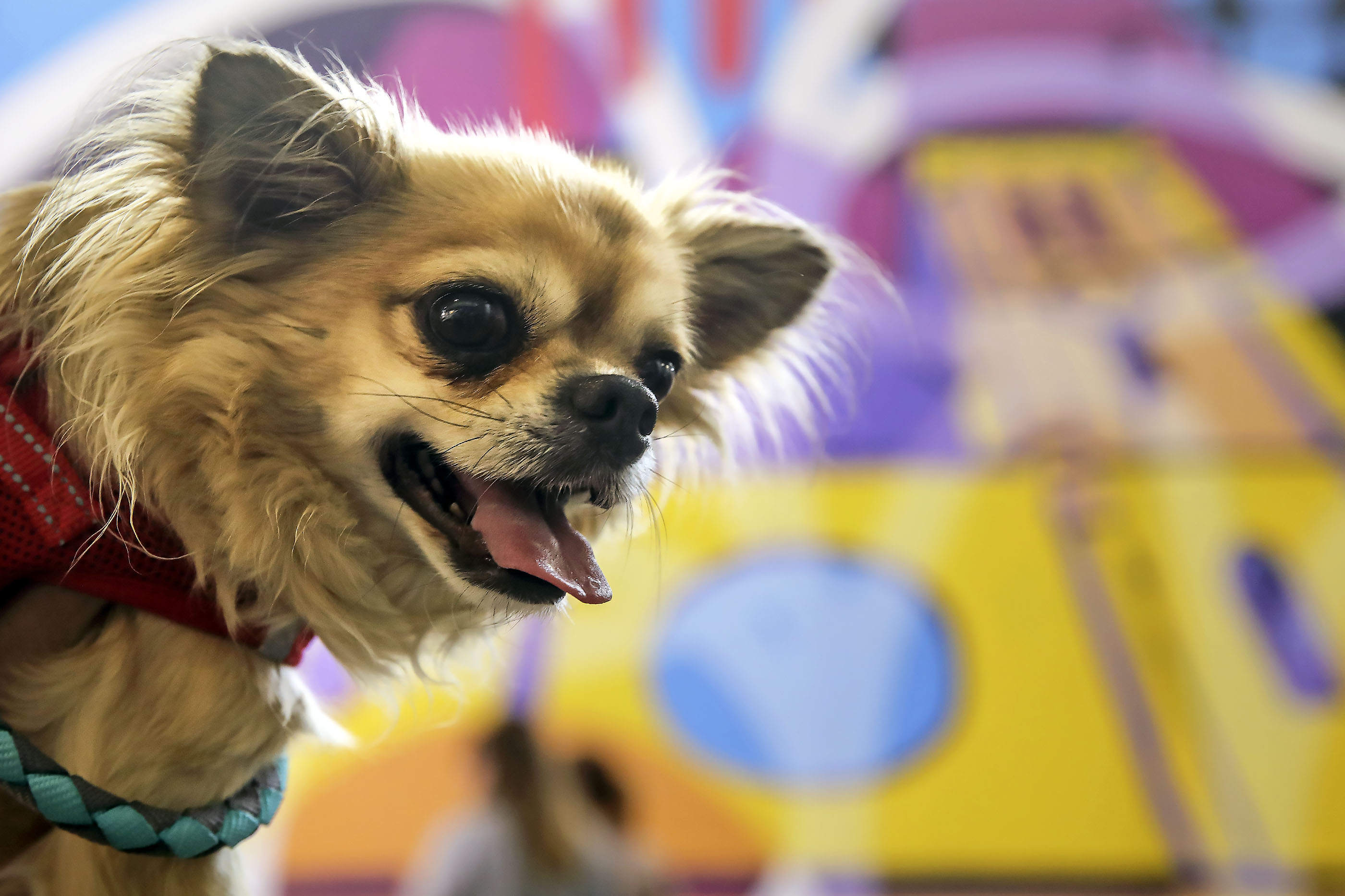 little dog